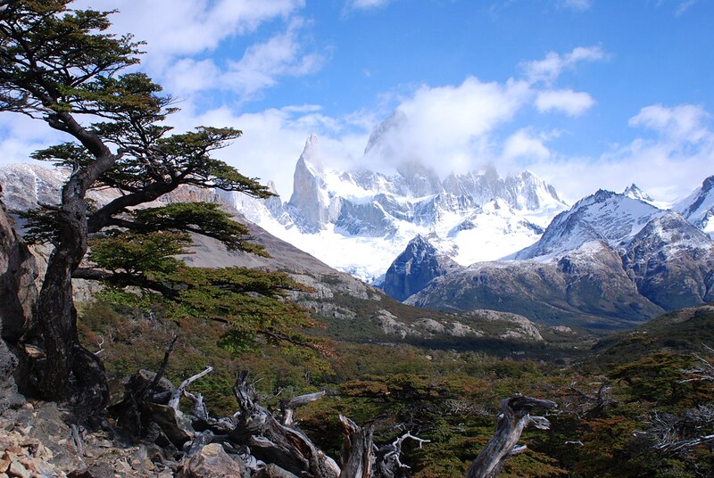 Bosque de lengas y cerros nevados cerca de El Chaltén, Patagonia